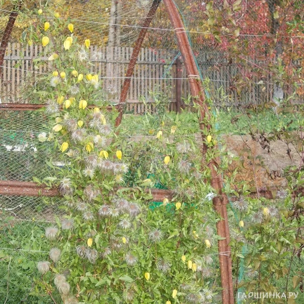 превью изображения отзыва