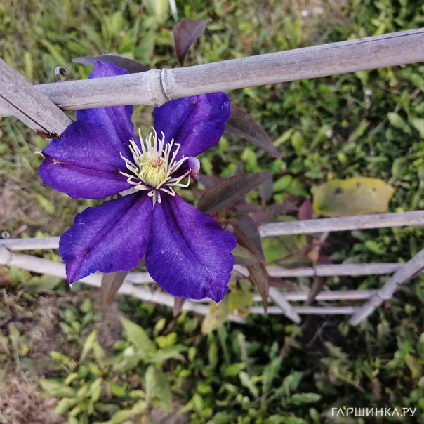 превью изображения отзыва