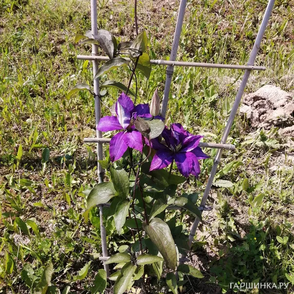 превью изображения отзыва