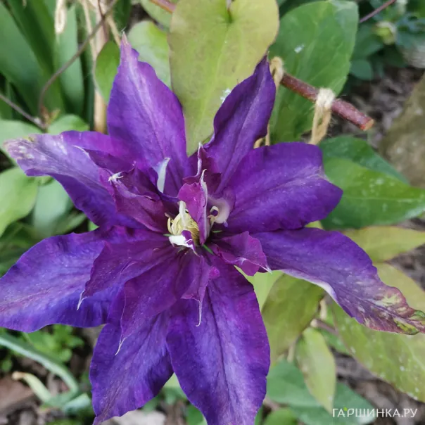 превью изображения отзыва