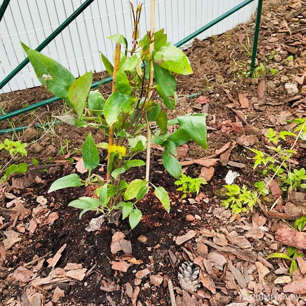 превью изображения отзыва