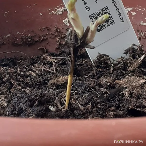 превью изображения отзыва