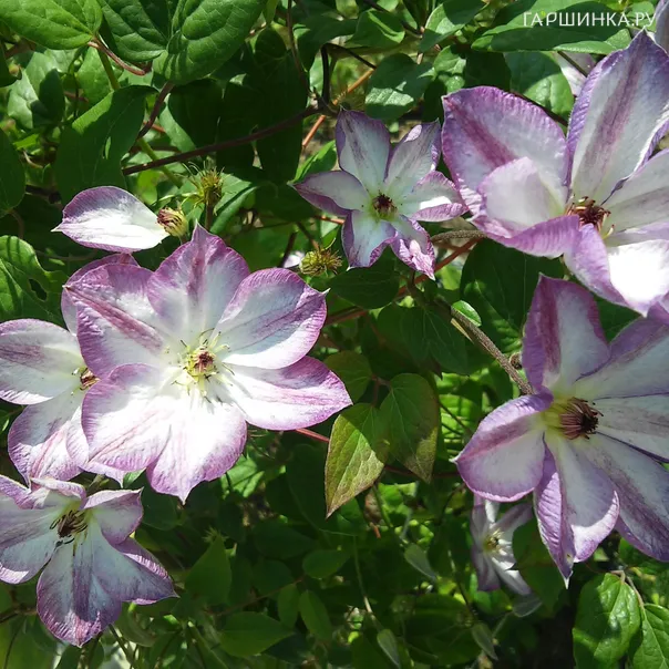 превью изображения отзыва