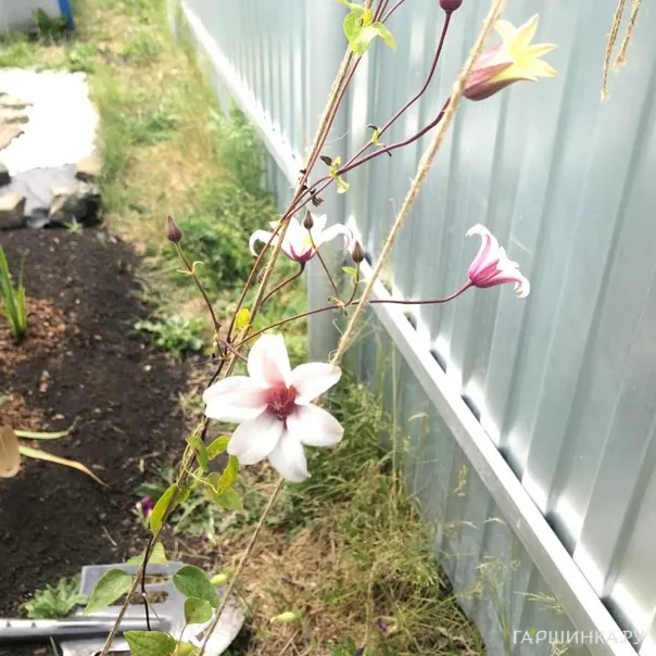 превью изображения отзыва