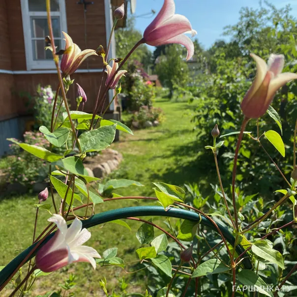 превью изображения отзыва