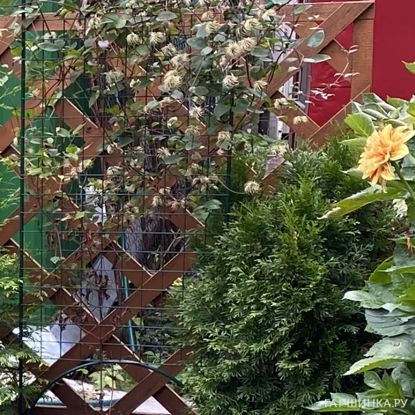 превью изображения отзыва