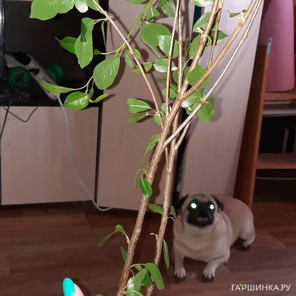 превью изображения отзыва