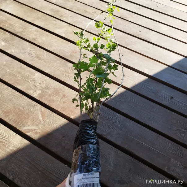 превью изображения отзыва