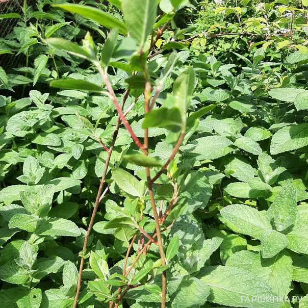 превью изображения отзыва