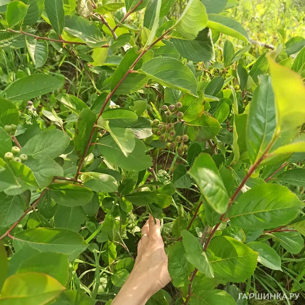 превью изображения отзыва