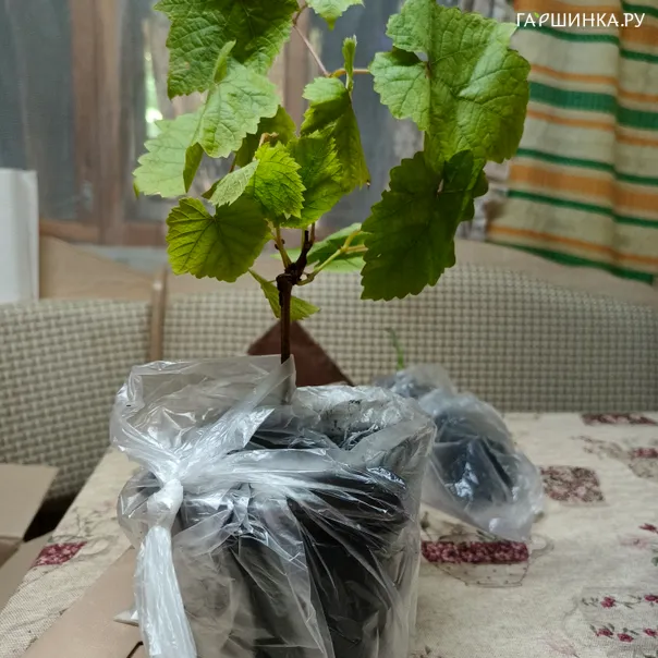 превью изображения отзыва