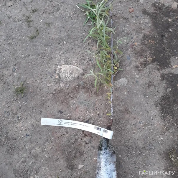 превью изображения отзыва