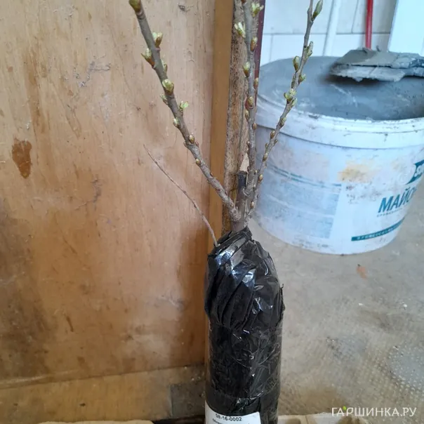 превью изображения отзыва