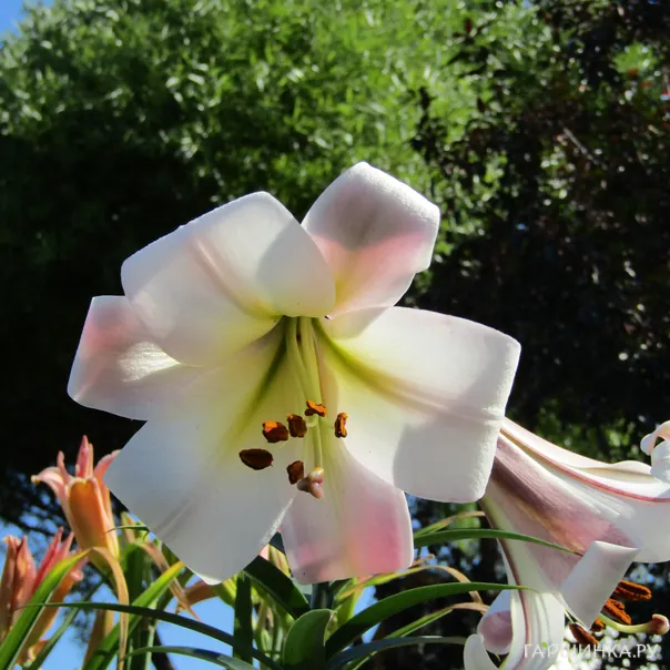 превью изображения отзыва