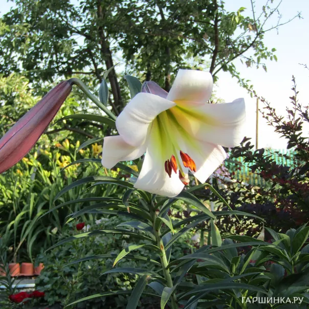 превью изображения отзыва