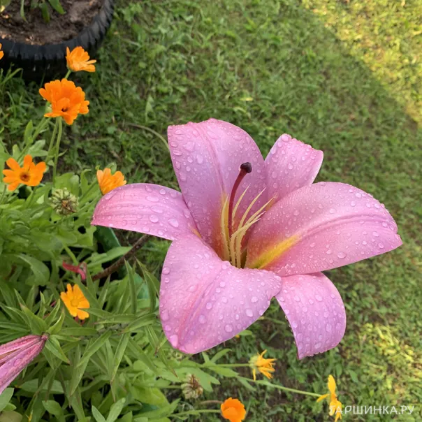 превью изображения отзыва