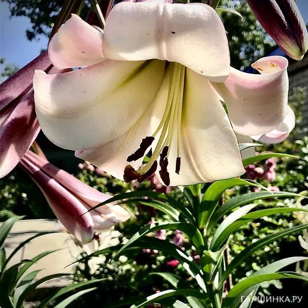 превью изображения отзыва