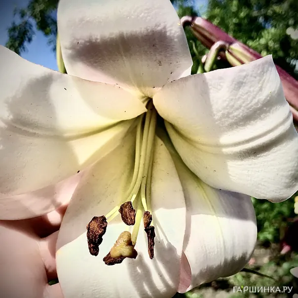 превью изображения отзыва