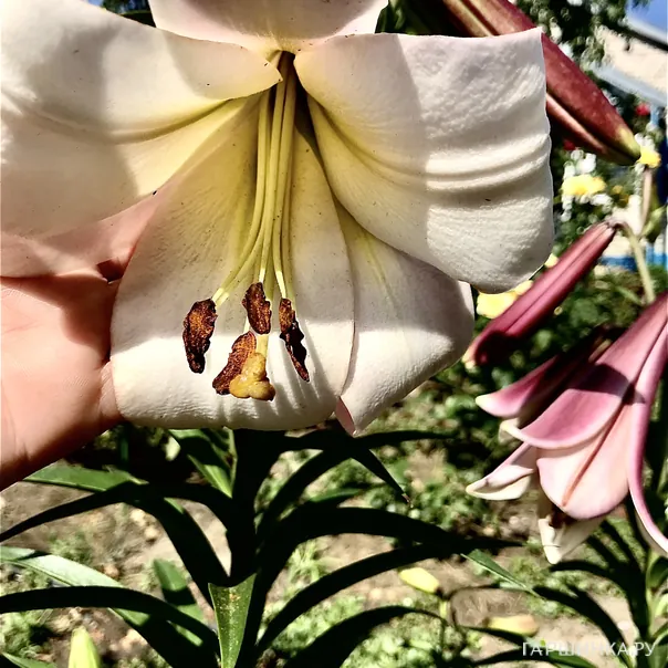 превью изображения отзыва