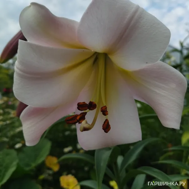 превью изображения отзыва