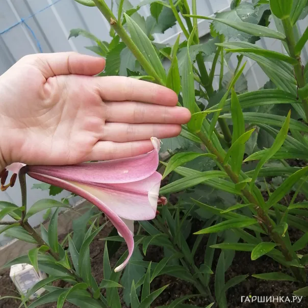 превью изображения отзыва