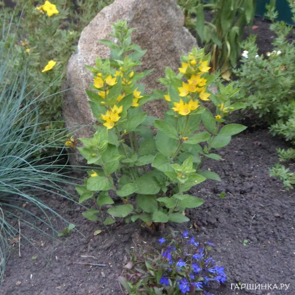 превью изображения отзыва