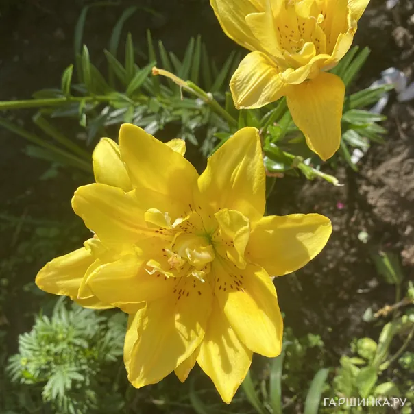 превью изображения отзыва