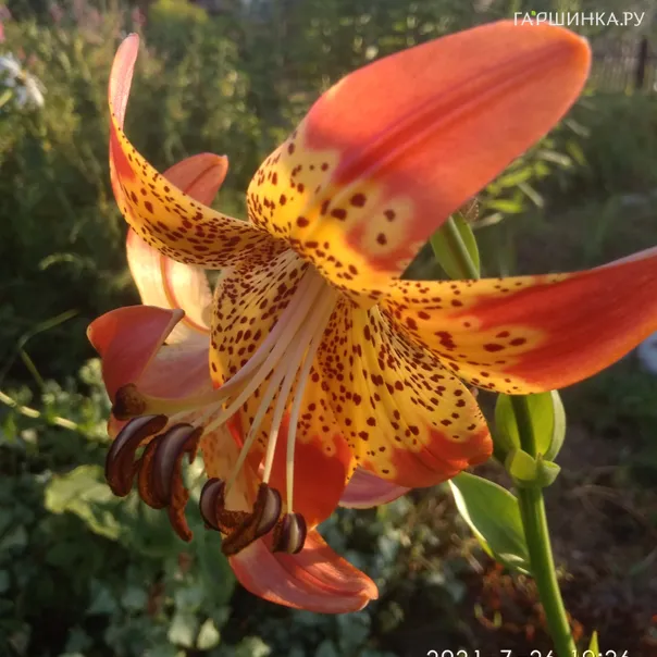 превью изображения отзыва