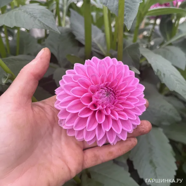 превью изображения отзыва