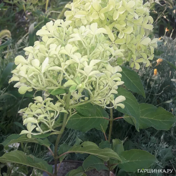 превью изображения отзыва