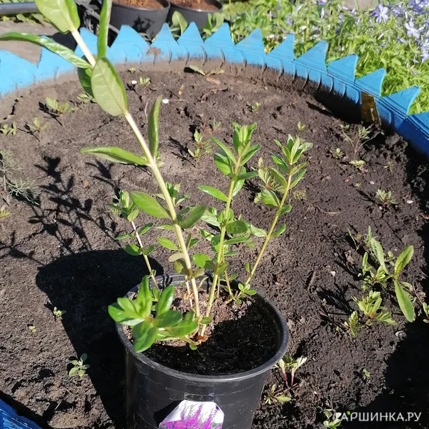 превью изображения отзыва