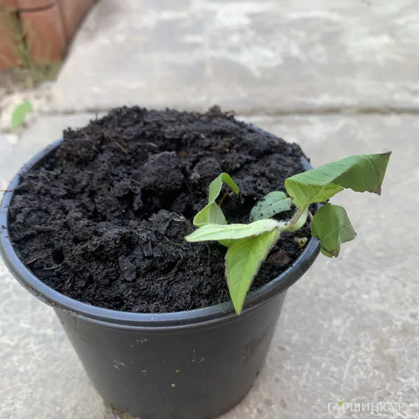 превью изображения отзыва