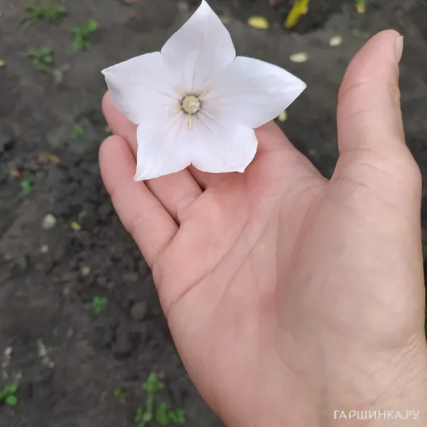 превью изображения отзыва