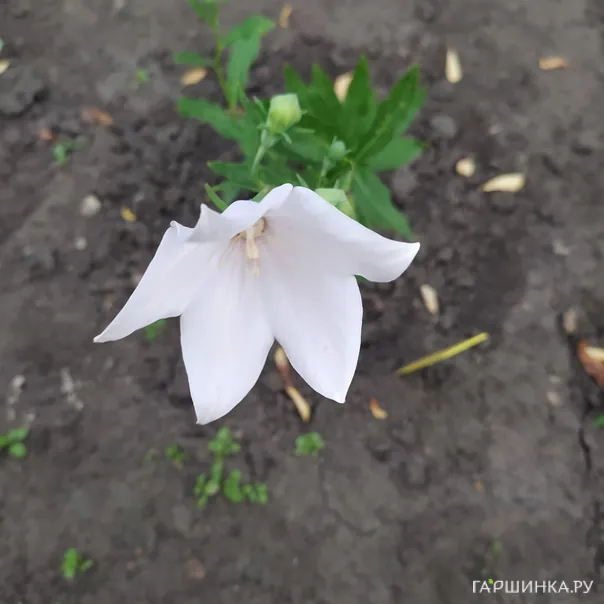 превью изображения отзыва