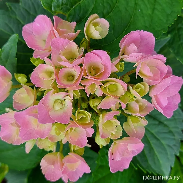 превью изображения отзыва