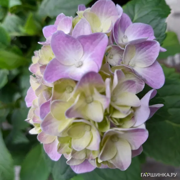 превью изображения отзыва