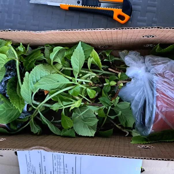 превью изображения отзыва