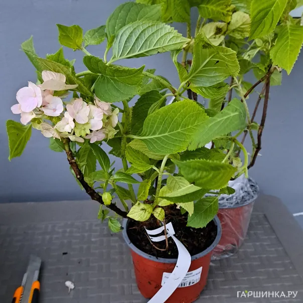 превью изображения отзыва