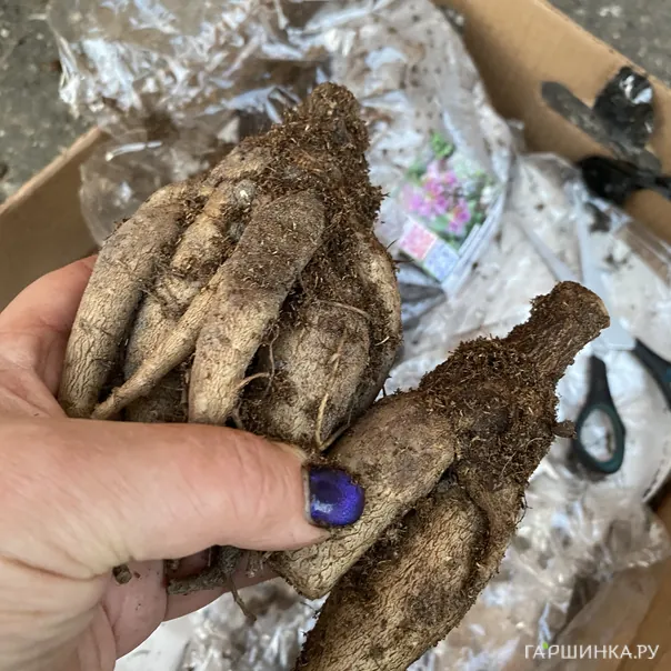 превью изображения отзыва