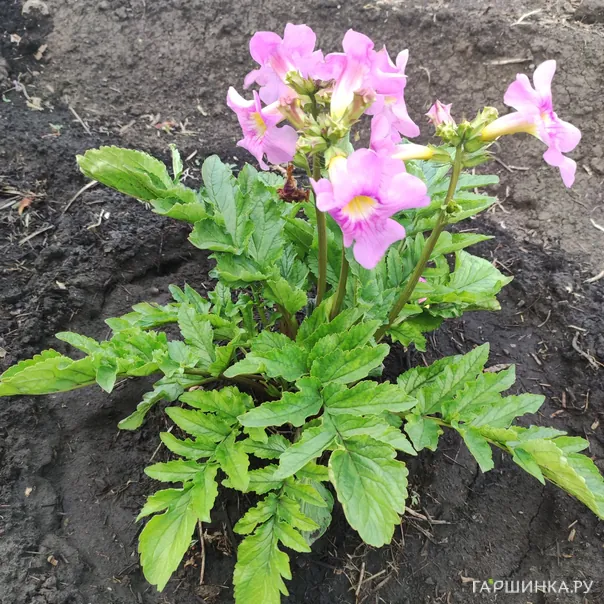 превью изображения отзыва