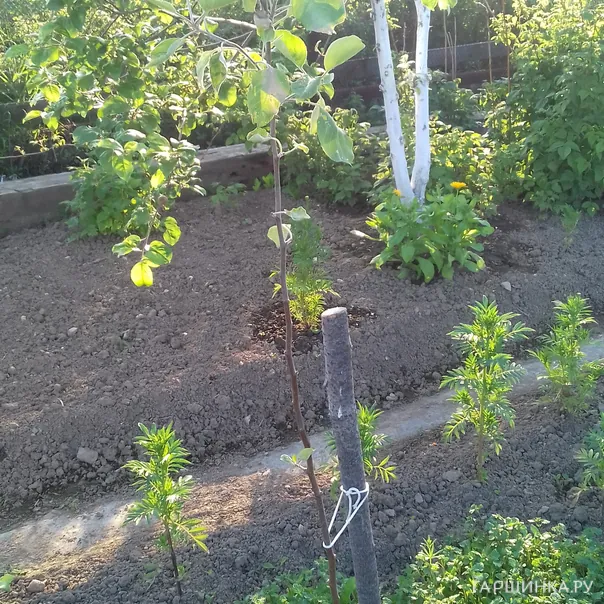 превью изображения отзыва