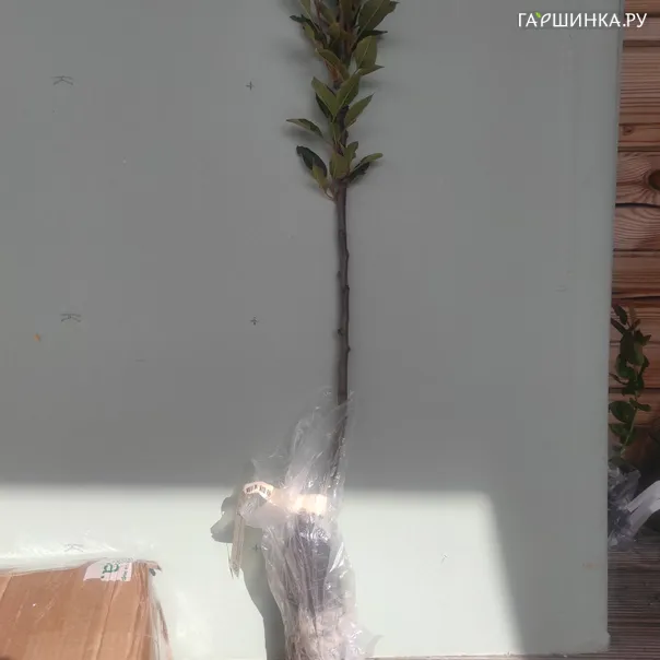 превью изображения отзыва