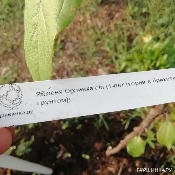 превью изображения отзыва