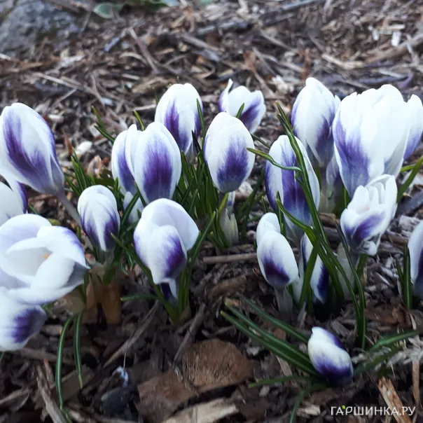 превью изображения отзыва