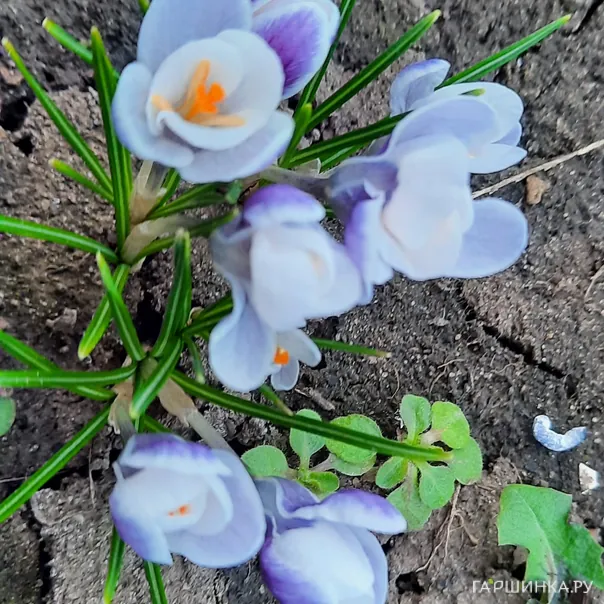 превью изображения отзыва