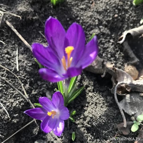 превью изображения отзыва