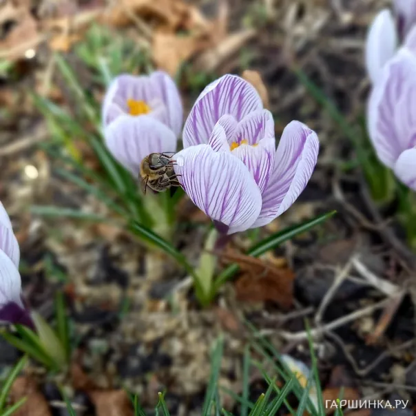 превью изображения отзыва