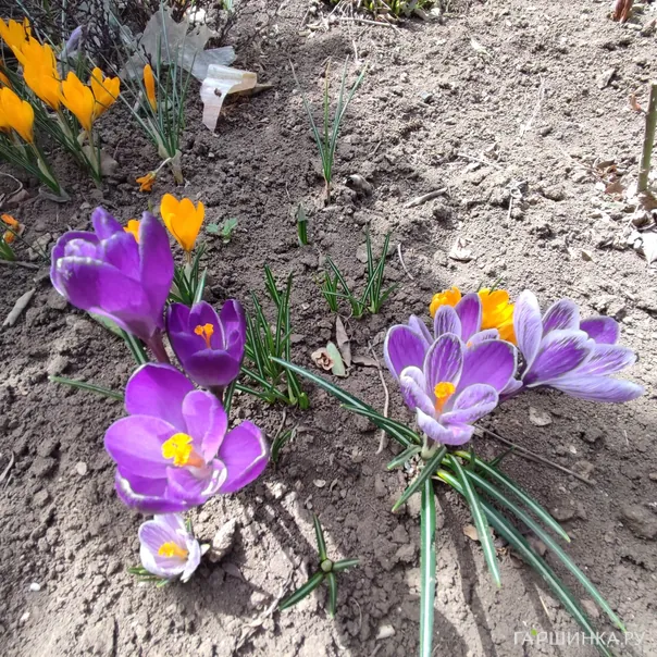 превью изображения отзыва