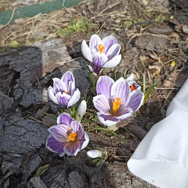 превью изображения отзыва