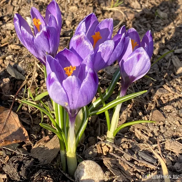 превью изображения отзыва